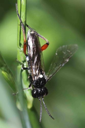 Réf. 303 137 : Macrophya recognata